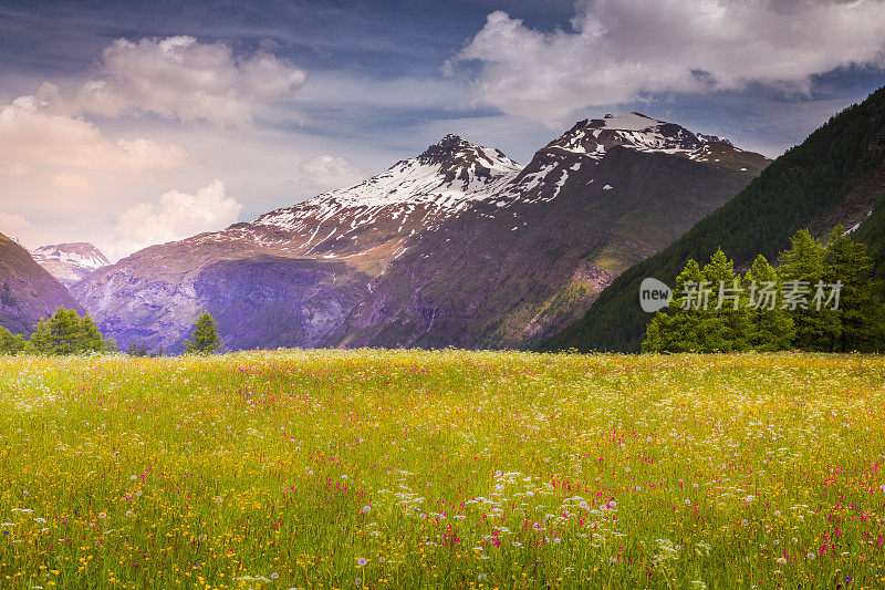 法国阿尔卑斯山瓦诺瓦兹- Val Cenis的田园诗般的高山景观，春天野花盛开